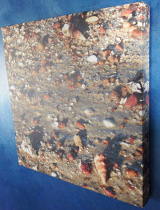 Home Decor Wall Art Beach Shells