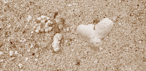 Home Decor Wall Art Beach Shells Jelly Fish Coral Sponge